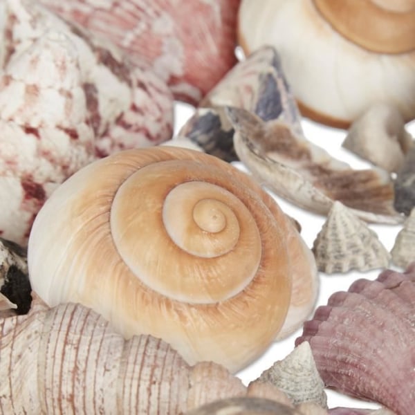 Relaxdays Shell Mix Sea Shells 1kg Net Maritim dekoration, färgad