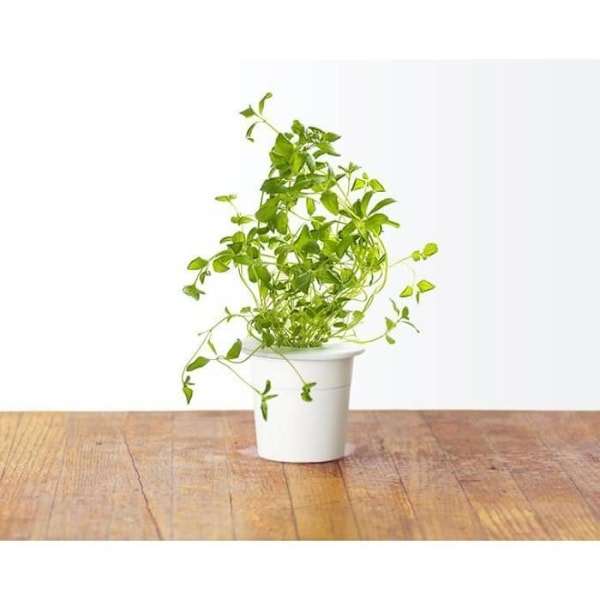 Oregano refill för inomhusträdgård - Klicka och växa