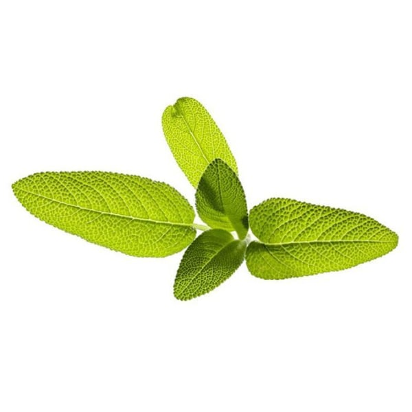 Kit för odling Click and grow - SGR7X3 - Click - Grow Smart Garden påfyllning Salvia 3st