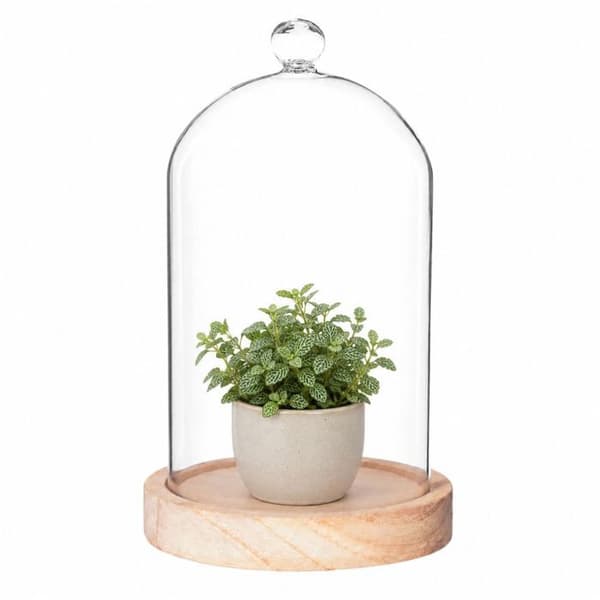 Glaskupa trä H19cm - Atmosphera Inredningsskapare Transparent