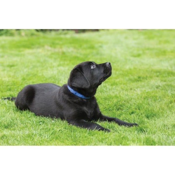 Antistresshalsband - ADAPTIL - Junior - För valpar - 100 g - 5% lugnande feromoner