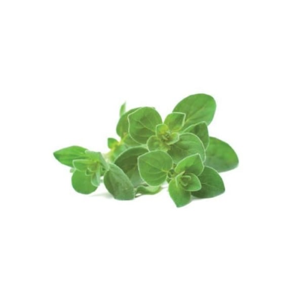 Oregano refill för inomhusträdgård - Klicka och växa