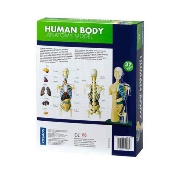 Thames and Kosmos - 260830 - Anatomy Model - Human Body, Multi - engelsk version 260830