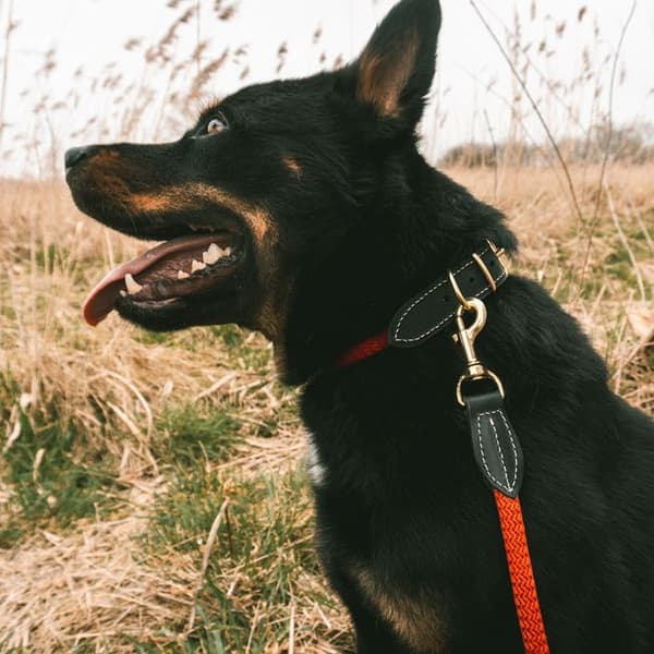 Duvoplus Explor Forest nylon hundkoppel - Röd - 135 cm Röd