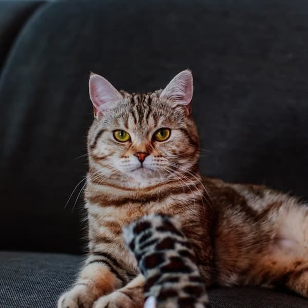 Katt leopardsrull med valeriana Nobby Pet