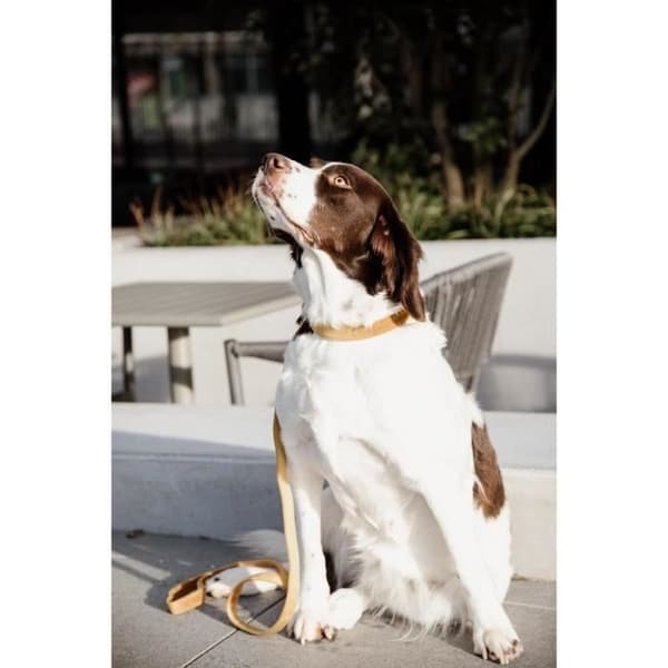 Kentucky Velvet hundkoppel - senap - S
