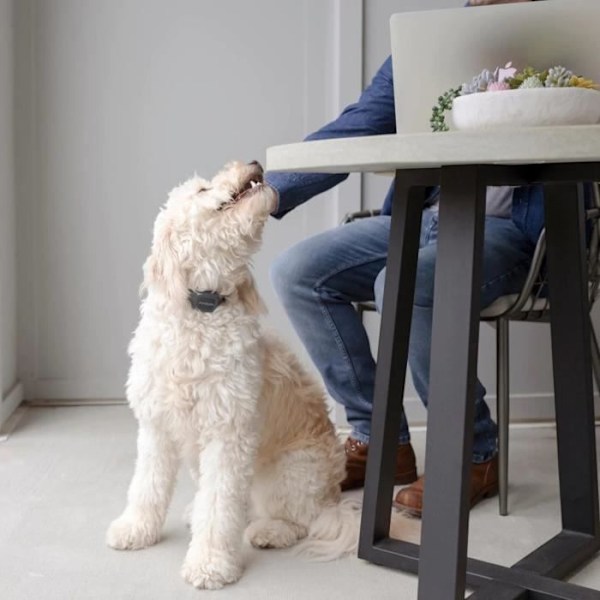 PetSafe Bark Control Collar med pip