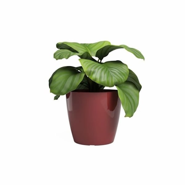 ARTEVASI Blomkruka SAN REMO - 42 br - Mörkröd - L42 x P42 x H39,5 cm MÖRKRÖD
