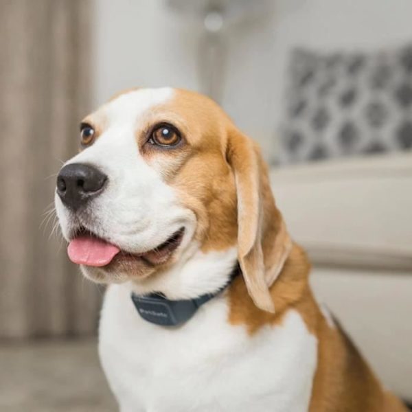 PetSafe Bark Control Collar med pip