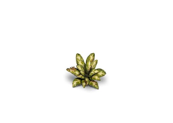 Växt tryck Gamers gräs - 2009431 - : Växter Laser - Dumstav - Dieffenbachia