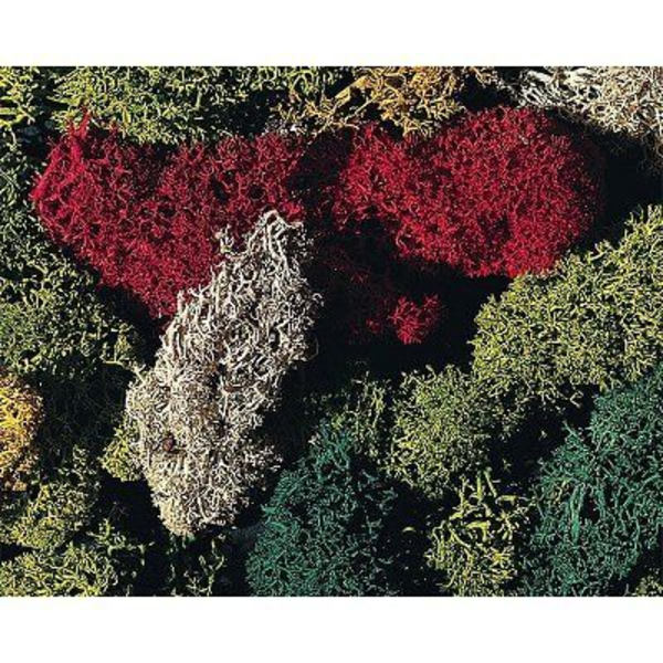 Modellering - Vegetation: Lav 5 färger