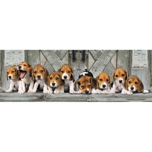 Pusselpanorama 1000 bitar + affisch: Beagle hundar
