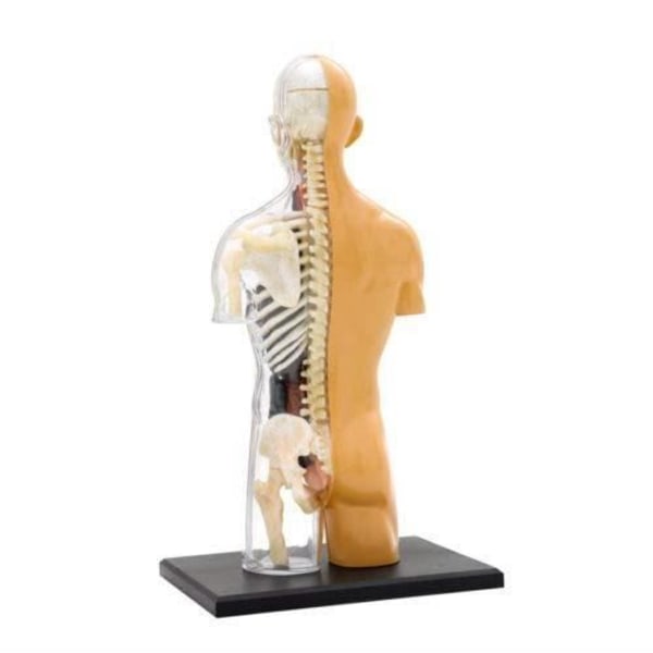 Thames and Kosmos - 260830 - Anatomy Model - Human Body, Multi - engelsk version 260830