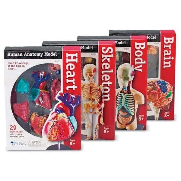 Lärresurser LER3338 - KVM-OMKOPPLARE - Resurser - Kit med anatomiska modeller av Flerfärgad