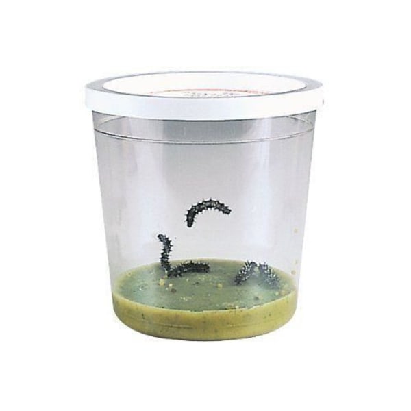 Insect Lore - Caterpillar Live Insect Kit - Flerfärgad - 48111