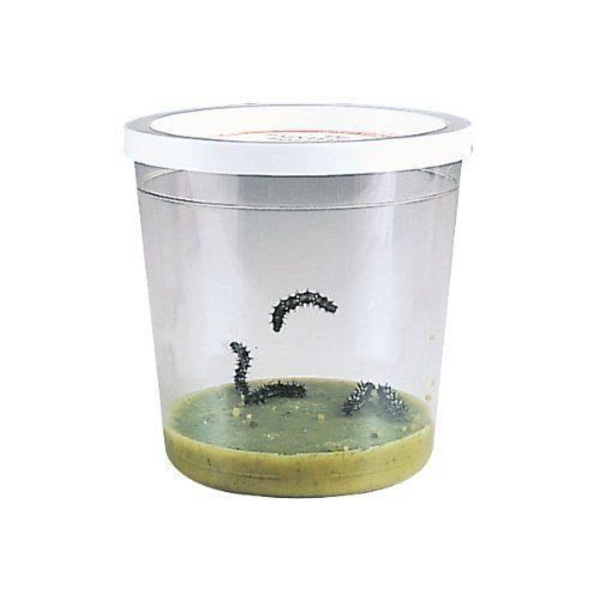 Insect Lore - Caterpillar Live Insect Kit - Flerfärgad - 48111