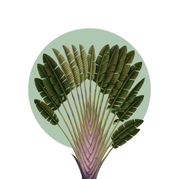 Målning - Komar canvas - P176-40x50h - Väggmålning - Botanisk trädgård Pinnate Palm - Mått: 40 x 50 cm