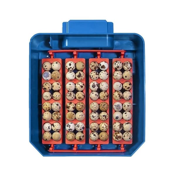 Automatisk äggkläckare 16 ägg Borotto Lumia blå
