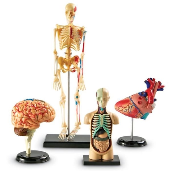 Lärresurser LER3338 - KVM-OMKOPPLARE - Resurser - Kit med anatomiska modeller av Flerfärgad