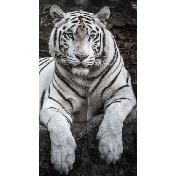 Badlakan - Miracle hem badlakan. Mikrofiber strandhandduk Tiger, 100% polyester, 75 X 145 Cm. 15084