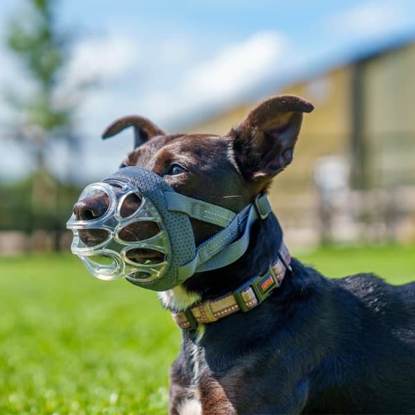 Muzzle - Baskerville - INVISA - Storlek 1 - Vadderad - Justerbar - Bittålig