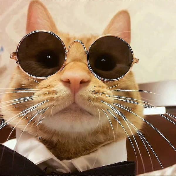 Kæledyrsbriller Solbriller Katte Solbriller