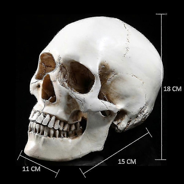 Livsstørrelse 1:1 Menneskekranie Model Replika Resin Medicinsk Anatomisk Tegning