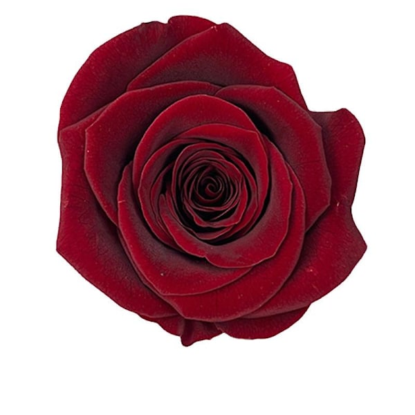 Julepynt Jul Konserverede Friske Blomster Rose Blomsterbæger B Kvalitet 4-5cm8 Ægte Blomster Opbevar Blomster Æske Julegave