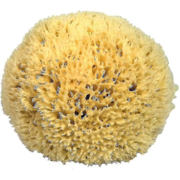 P110 Luonnonsieni Välimerestä 11 cm