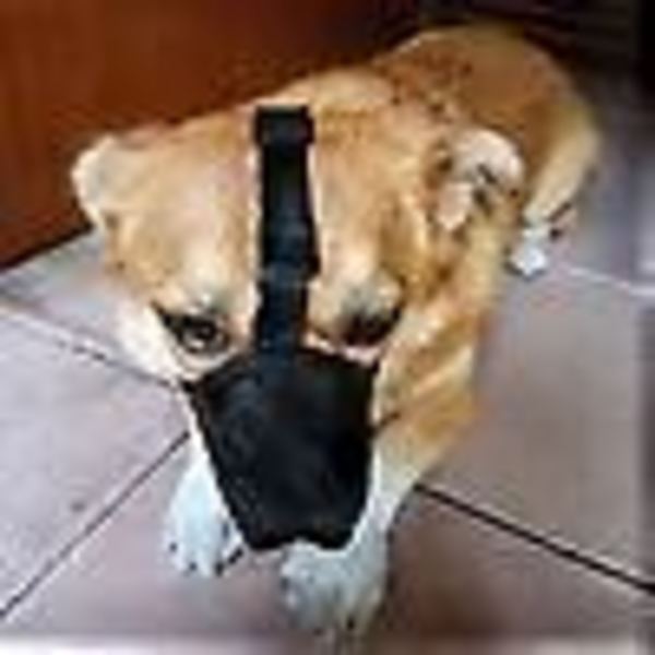 Pustende Anti-Bite Tygging Licking Kjæledyr Muzzle Hund Muzzle Anti-lickM
