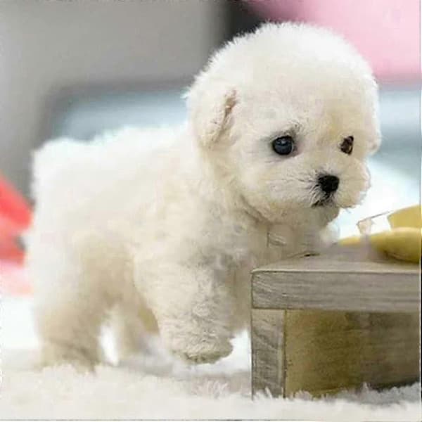Robot - Valp, Min Realistiska Robotvalp, Milow Realistisk Robotvalp [BR]_jar Bichon Frise