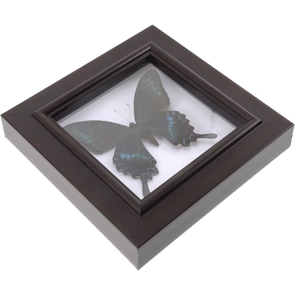 Fjärilsexemplar Displayhållare Taxidermi Djur Decoraciones Para Salas De Casa Tarantula Tillbehör Fyrkantiga dekorationer för hem handgjorda