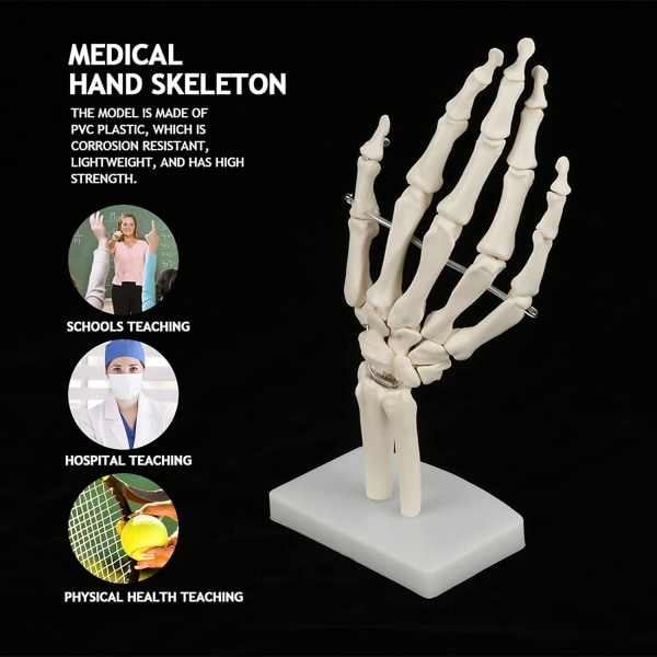 Handledsmodell Skelett Handmodell Pvc Vit Medicinsk anatomisk livsstorlek Mänsklig hand ledstudie Skelettmodell