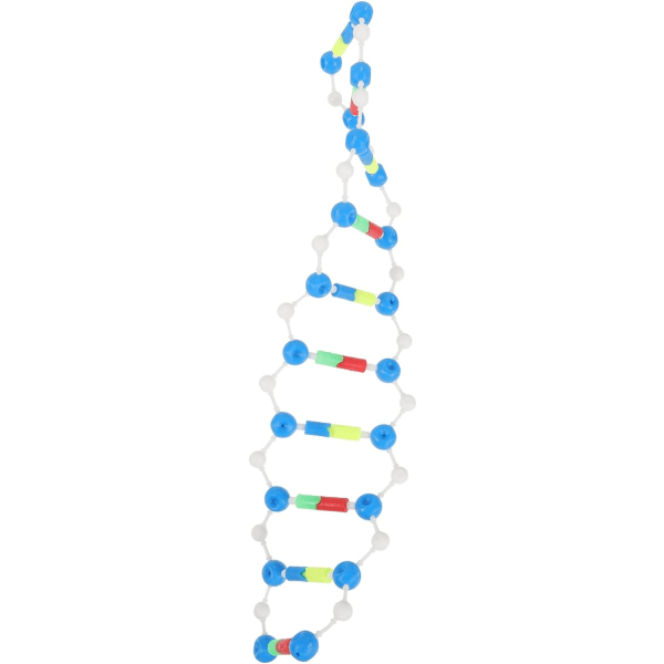 3st dna dubbel helix modellkomponenter biologi vetenskap modell biologi läromedel vetenskap utbildningsinstrument plast modeller motor
