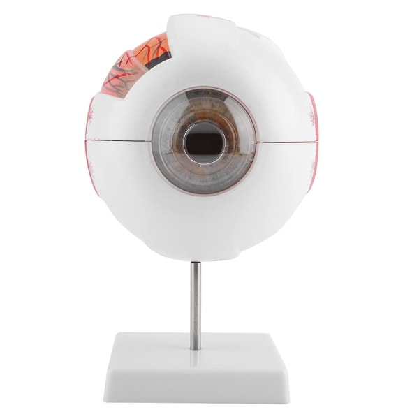 Model Clearly Human Equipment Anatomi Förstoring 6X avtagbar ögonglob för mänskligt öga Modell för anatomistudieundervisning