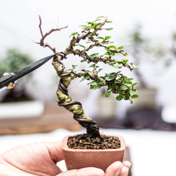 Bonsai träningstråd 3,5 mm totalt 5 mm 16 fot anodiserad aluminiumtråd rostar bäst?