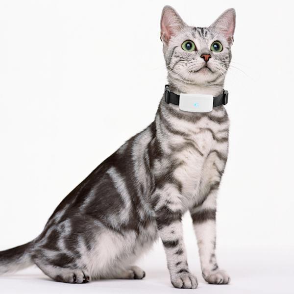 Global Locator Realtids GPS-spårare för husdjur för hund/katt-gps