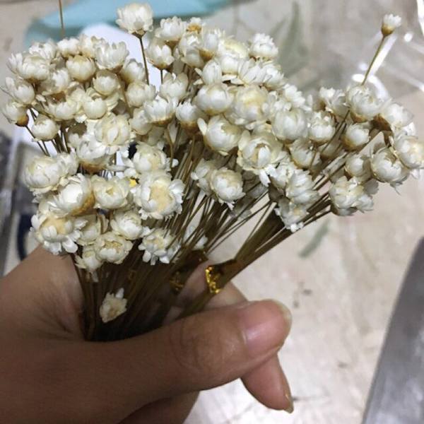 Naturen torkad blomma, riktig liten stjärnblomma för DIY-bröllop