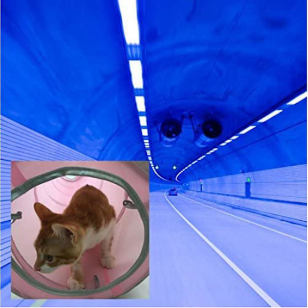2 Way Cat Tunnel Pet Play Tube - hopfällbar tunnel för