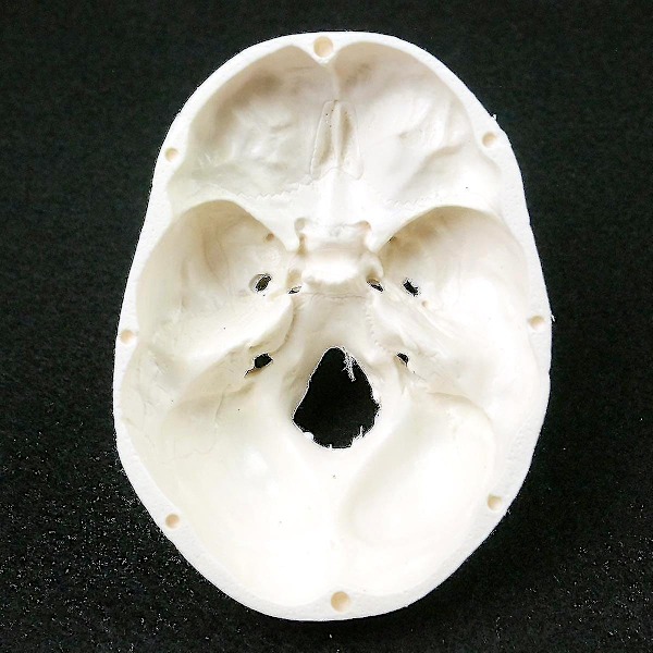 Menneskelig Anatomisk Model Medicin Kranium Menneskelig Anatomisk Anatomi Hoved Studere Anatomi Undervisningsmaterialer Kranium Model wNy