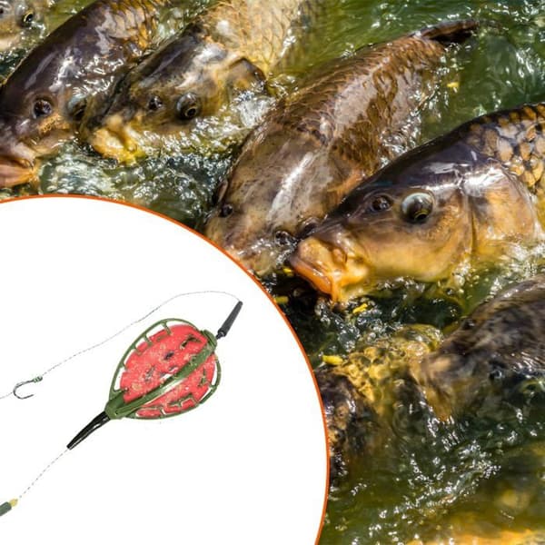 Karpin syöttölaite, syöttilaite ja koukkusarja, kalastus