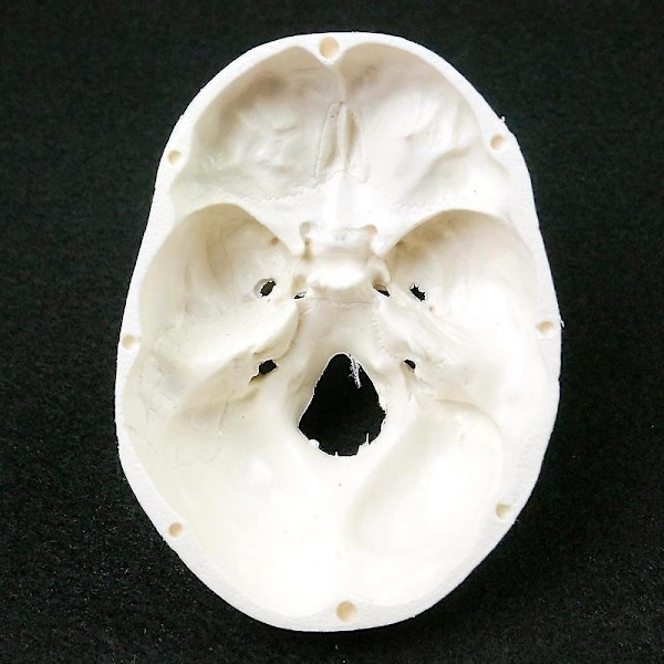 Menneskelig Anatomisk Modell Medisin Skalle Menneskelig Anatomisk Anatomi Hode Studerer Anatomi Undervisningsmateriell Skallemodell QVg OLV