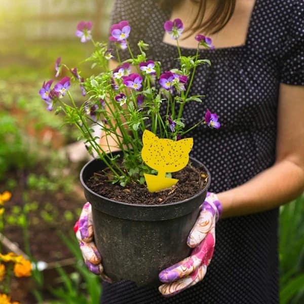 60-pack Flugfångare / Flugfälla / Klibbig insektsfälla Gul