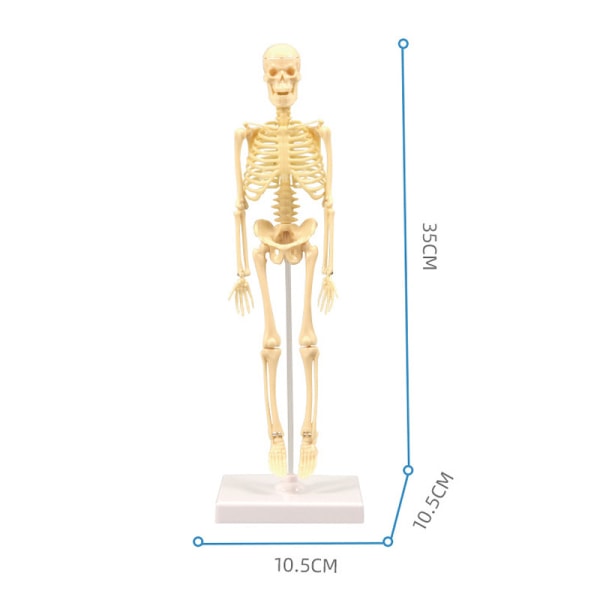 Skelettmodell Praktisk förmåga Slät plast Biologisk vetenskap inlärningskit för barn qd best