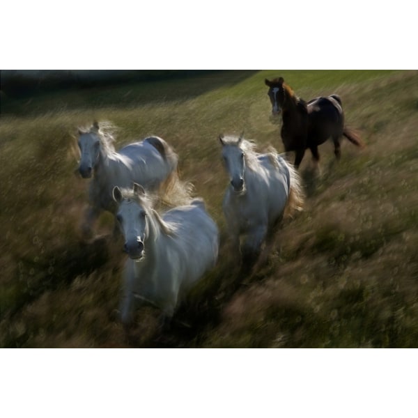 Gallop In Poster 30x40 cm