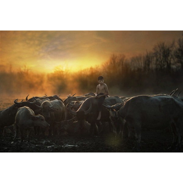 Country Boy Poster 50x70 cm