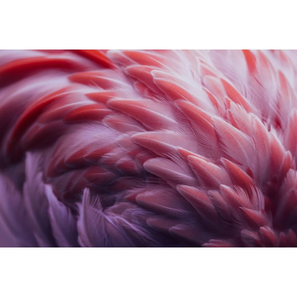 Flamingo Poster 21x30 cm