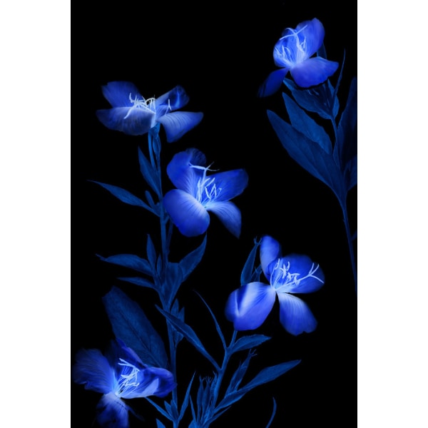 Etude In Blue Poster 50x70 cm