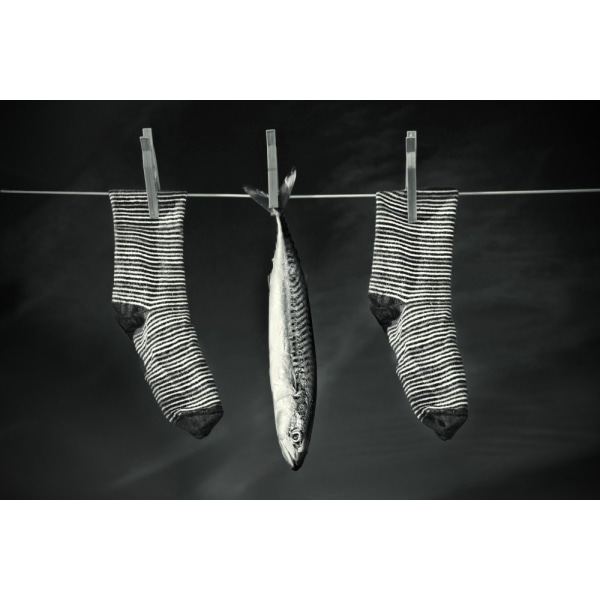Fish On The Line Poster 50x70 cm
