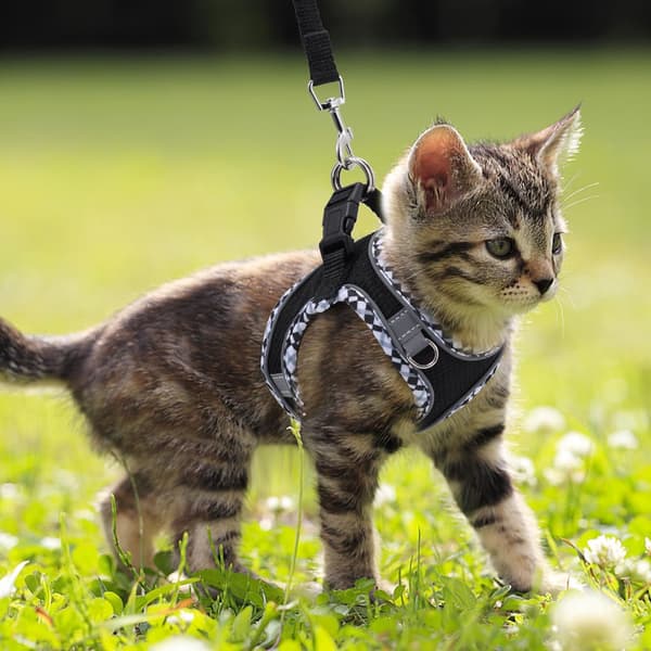 Adjustable Dog and Cat Harness with Leash, Reflective and Soft, Secure Fit Blue SZ3
